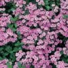 Saponaria Ocymoides -GardenJoy Sales Store SAPO V65840 A h