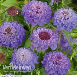 Scabious 'Blue Note' 7 Scabious 'Blue Note' -GardenJoy Sales Store SCAB V11581 A1