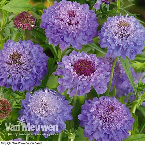 Scabious 'Blue Note' 4 Scabious 'Blue Note' - Image 2