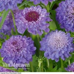 Scabious 'Blue Note' 8 Scabious 'Blue Note' -GardenJoy Sales Store SCAB V11581 B1