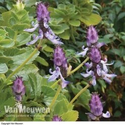 New Release -GardenJoy Sales Store SCAR VKA0115 B