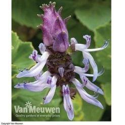 Coleus Canina 'Scaredy Cat' -GardenJoy Sales Store SCAR VKA0115 C