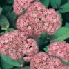Sedum 'Matrona' -GardenJoy Sales Store SEDU V59325 A h