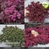 Sedum 'Sunsparkler' Collection -GardenJoy Sales Store SEDU V82155 A h