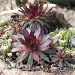 Sempervivum 'Mixed' -GardenJoy Sales Store SEMP V65856 A