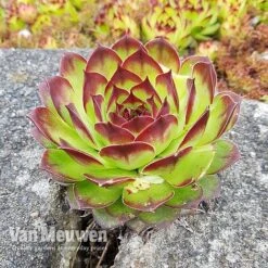 Sempervivum 'Mixed' -GardenJoy Sales Store SEMP V65856 C