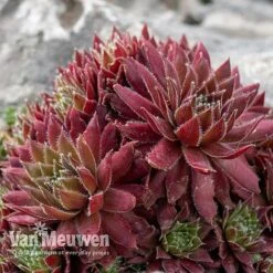 Sempervivum 'Mixed' -GardenJoy Sales Store SEMP V65856 D