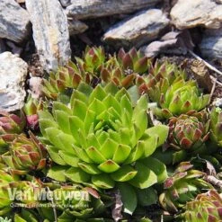 Sempervivum 'Mixed' -GardenJoy Sales Store SEMP V65856 E