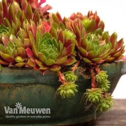 Sempervivum 'Mixed' -GardenJoy Sales Store SEMP V65856 F