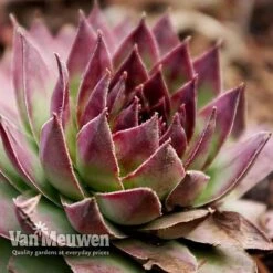 Sempervivum 'Mixed' -GardenJoy Sales Store SEMP V65856 G