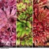 Sempervivum Collection