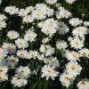Shasta Daisy 'Fair Lady' -GardenJoy Sales Store SHAS V59632 A h
