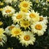 Shasta Daisy 'Goldfinch' -GardenJoy Sales Store SHAS V63474 A h