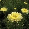 Shasta Daisy 'Real Dream' -GardenJoy Sales Store SHAS V63475 A h