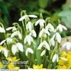 Snowdrops In The Green 2 Snowdrops In The Green -GardenJoy Sales Store SNOW 60343 A