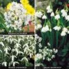 Snowdrop Collection 1 Snowdrop Collection -GardenJoy Sales Store SNOW V47504 A h