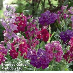 Stocks 'Most Scented Mix' -GardenJoy Sales Store STOC P6106 C