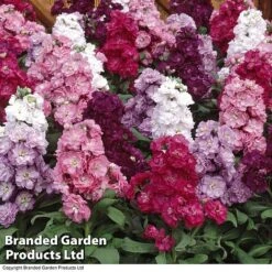 Stocks 'Most Scented Mix' -GardenJoy Sales Store STOC P6106 D
