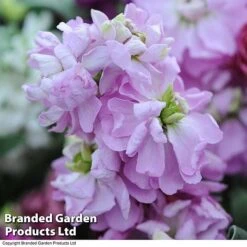 Stocks 'Most Scented Mix' -GardenJoy Sales Store STOC P6106 E