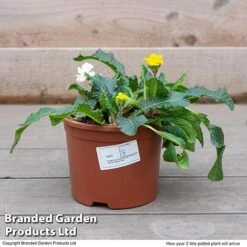 Stocks 'Most Scented Mix' -GardenJoy Sales Store STOC P6106 F