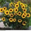 Sunflower SunBelievable⢠'Brown Eyed Girl' 1 Sunflower SunBelievable⢠'Brown Eyed Girl' -GardenJoy Sales Store SUNB VKA1036 A