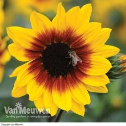 Sunflower SunBelievable™ 'Brown Eyed Girl' -GardenJoy Sales Store SUNB VKA1036 B