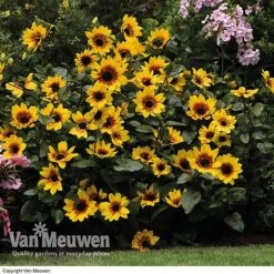 Sunflower SunBelievable™ 'Brown Eyed Girl' -GardenJoy Sales Store SUNB VKA1036 C