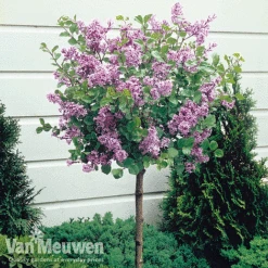 Lilac 'Palibin' -GardenJoy Sales Store SYRI MEYERIPAL H07749