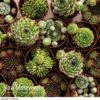Sempervivum 'Mixed' -GardenJoy Sales Store Sempervivum Mixed