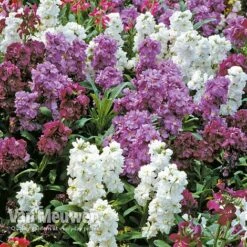 Stocks 'Brompton' -GardenJoy Sales Store Stocks Brompton