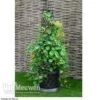 Tower Pot™ Black & Gold -GardenJoy Sales Store TOWE V48803P A