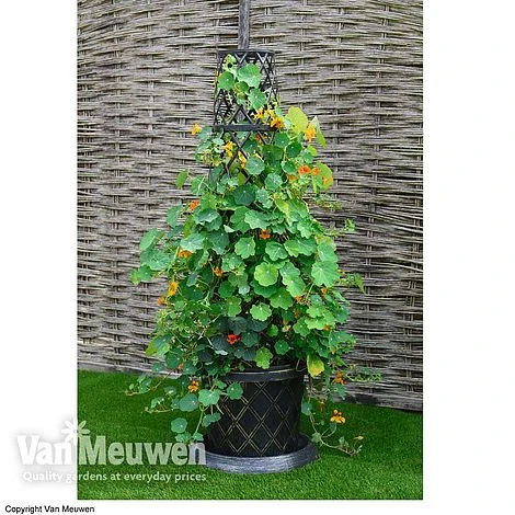 Tower Pot™ Black & Gold 3 Tower Pot™ Black & Gold