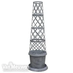 Clematis Montana 'Mayleen' 20 Clematis Montana 'Mayleen' -GardenJoy Sales Store TOWER POT1