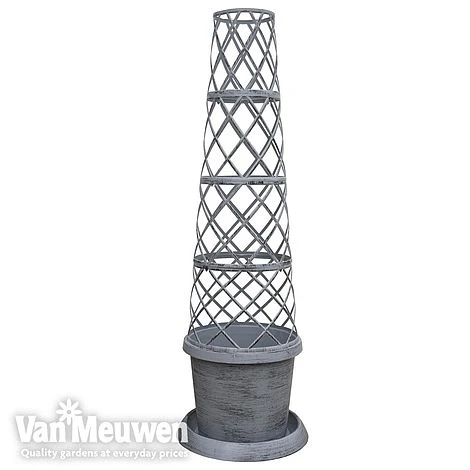 Clematis Montana 'Mayleen' 11 Clematis Montana 'Mayleen' - Image 9