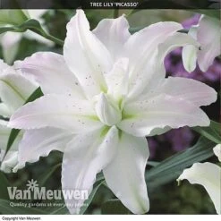 Tree Lily 'Crystal Collection' -GardenJoy Sales Store TREE 70647 C