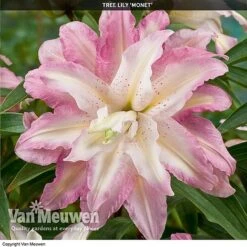 Tree Lily 'Crystal Collection' -GardenJoy Sales Store TREE 70647 D
