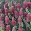 Trifolium Rubens -GardenJoy Sales Store TRIF V65928 A h
