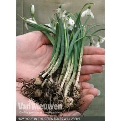 Spring Bulbs In The Green Collection -GardenJoy Sales Store V59885 B