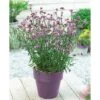Verbena Bonariensis 'Lollipop' -GardenJoy Sales Store VERB V58782 A h