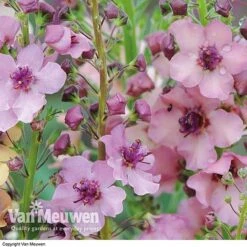 Verbascum X Hybrida 'Southern Charm' -GardenJoy Sales Store VERB V59782 C