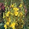 Verbascum Phlomoides 'Banana Custard' 2 Verbascum Phlomoides 'Banana Custard' -GardenJoy Sales Store VERB V65938 A h