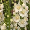 Verbascum Phlomoides 'Snow Maiden' -GardenJoy Sales Store VERB V65940 A h