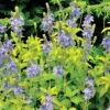Veronica Prostrata 'Aztec Gold' 1 Veronica Prostrata 'Aztec Gold' -GardenJoy Sales Store VERO V58939 A h