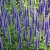 Veronica Spicata 'Royal Candles' -GardenJoy Sales Store VERO V59114 A h
