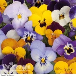 Viola 'Sorbet Mixed' -GardenJoy Sales Store VIOL 69674V A h
