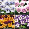 Viola 'Sorbet Collection' -GardenJoy Sales Store VIOL V57470 A h
