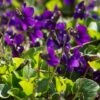 Viola Odorata -GardenJoy Sales Store VIOL V64370 A h
