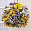 Viola (Ice Babies) 'Teardrops Mixed' (Pre-planted Hanging Basket) -GardenJoy Sales Store VIOL V65976 A