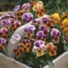 Viola 'Plums And Peaches' -GardenJoy Sales Store VIOL V72677 A h