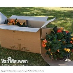 Geranium 'Balcon Mix' Pre-Planted Basket -GardenJoy Sales Store VM PrePlantedBasketArrive26